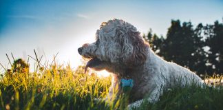 What-You-Should-Know-About-Dog-Flea-&-Tick-on-thestuffofsuccess