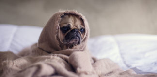 Comparison-between-the-Pet-Boarding-and-At--Home-Care-on-thestuffofsuccess