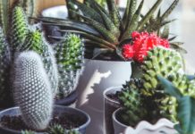 Ways-to-Take-Care-of-Your-Plants-during-Holiday-on-thestuffofsuccess