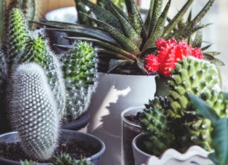 Ways-to-Take-Care-of-Your-Plants-during-Holiday-on-thestuffofsuccess