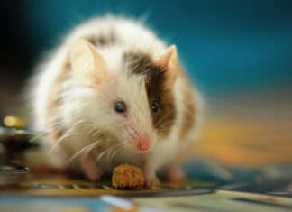 Tips-To-Keep-Mice-Out-Of-Your-Modular-Home-on-thestuffofsuccess